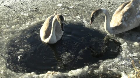Slotssøen kalder på oprydning