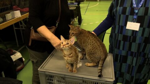 Smukke katte og stor passion